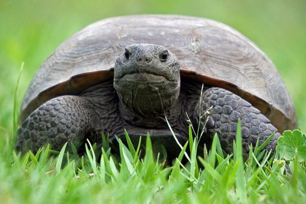gopher tortoise 